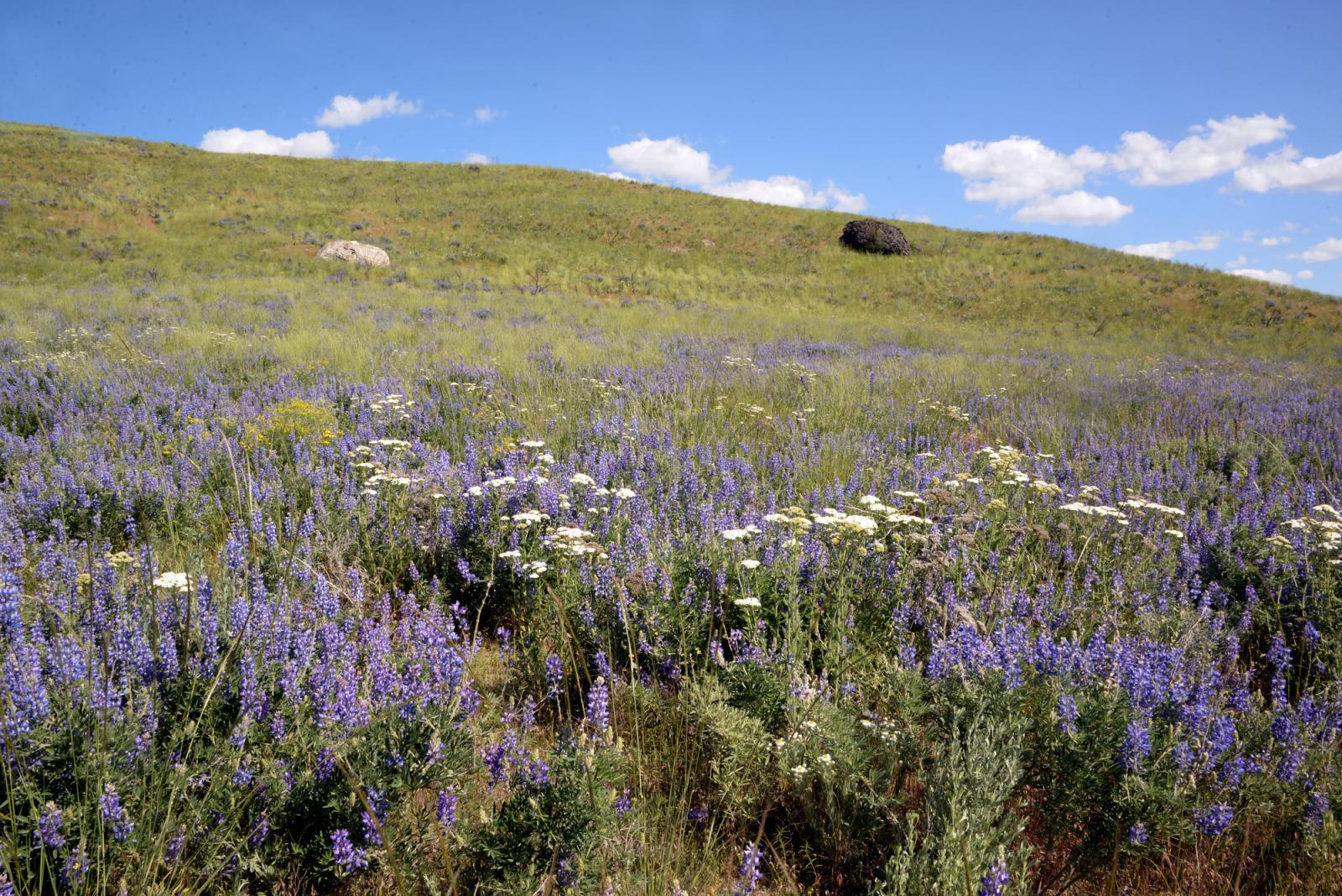 Flowered hillside at Pateros Wildlife Area Unit.