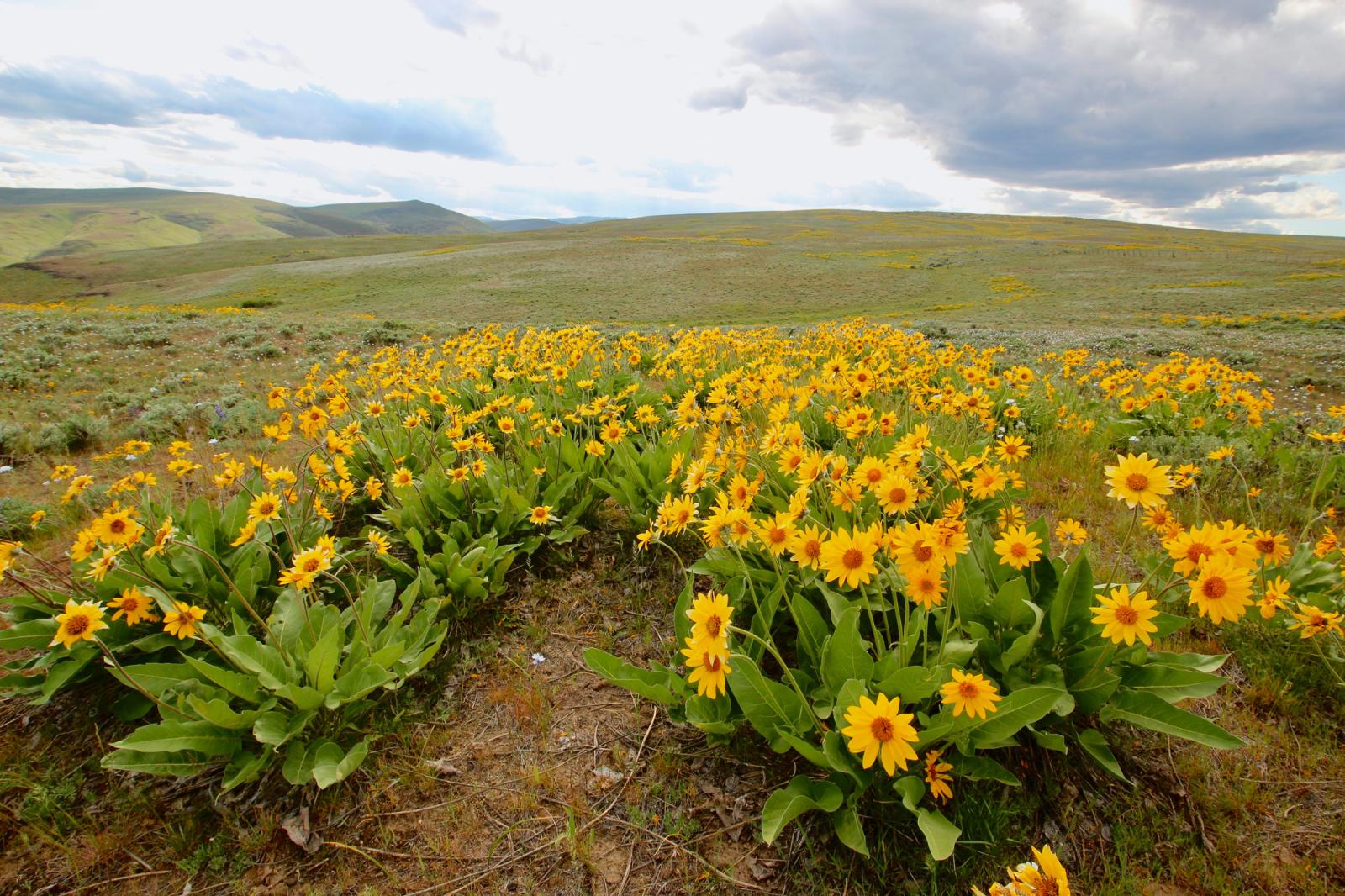 Flowers on shrubsteppe at Cowiche Wildlife Area Unit.