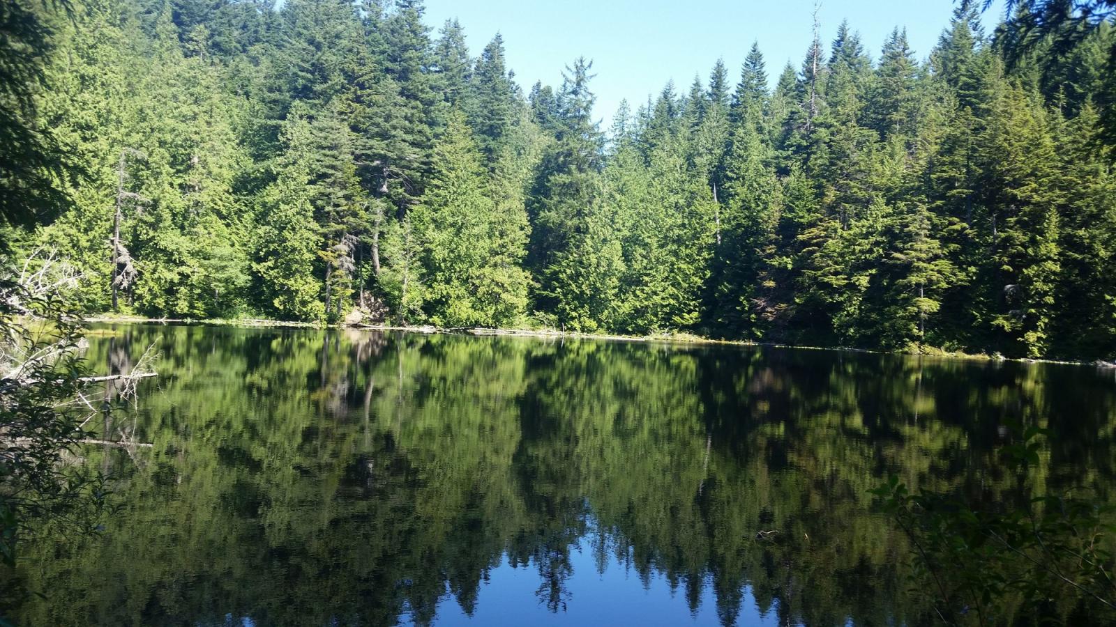 Forest reflection on lake at Pine Lake Wildlife Area Unit.
