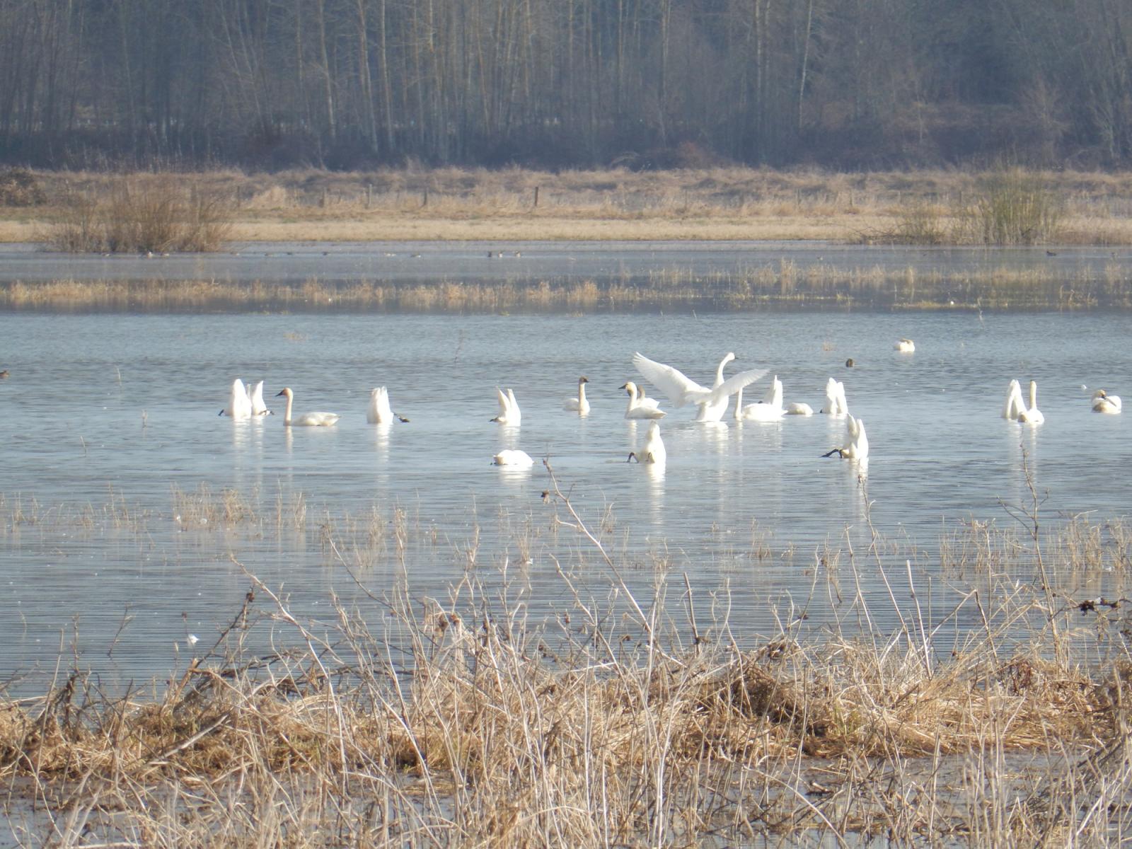 Wintering swans on lake at Shillapoo Wildlife Area North Unit.