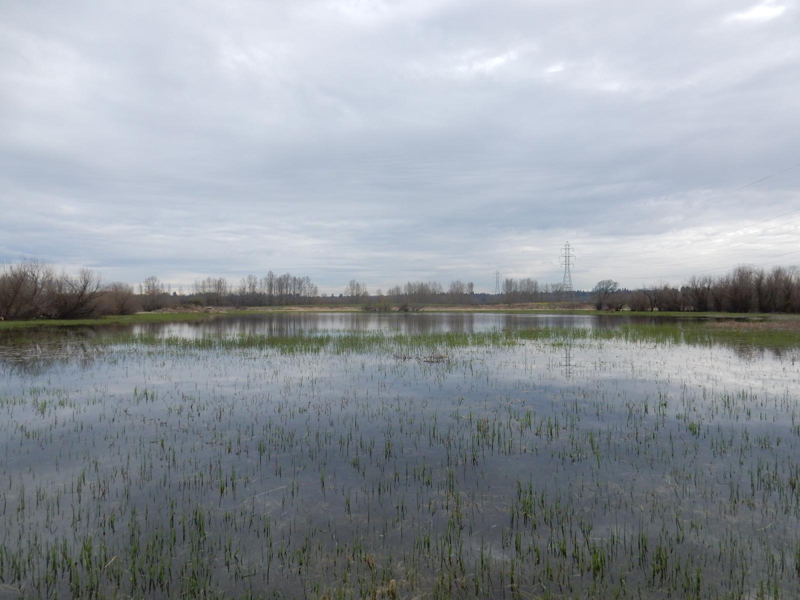 Wetland in spring at Vancouver Lake Unit.