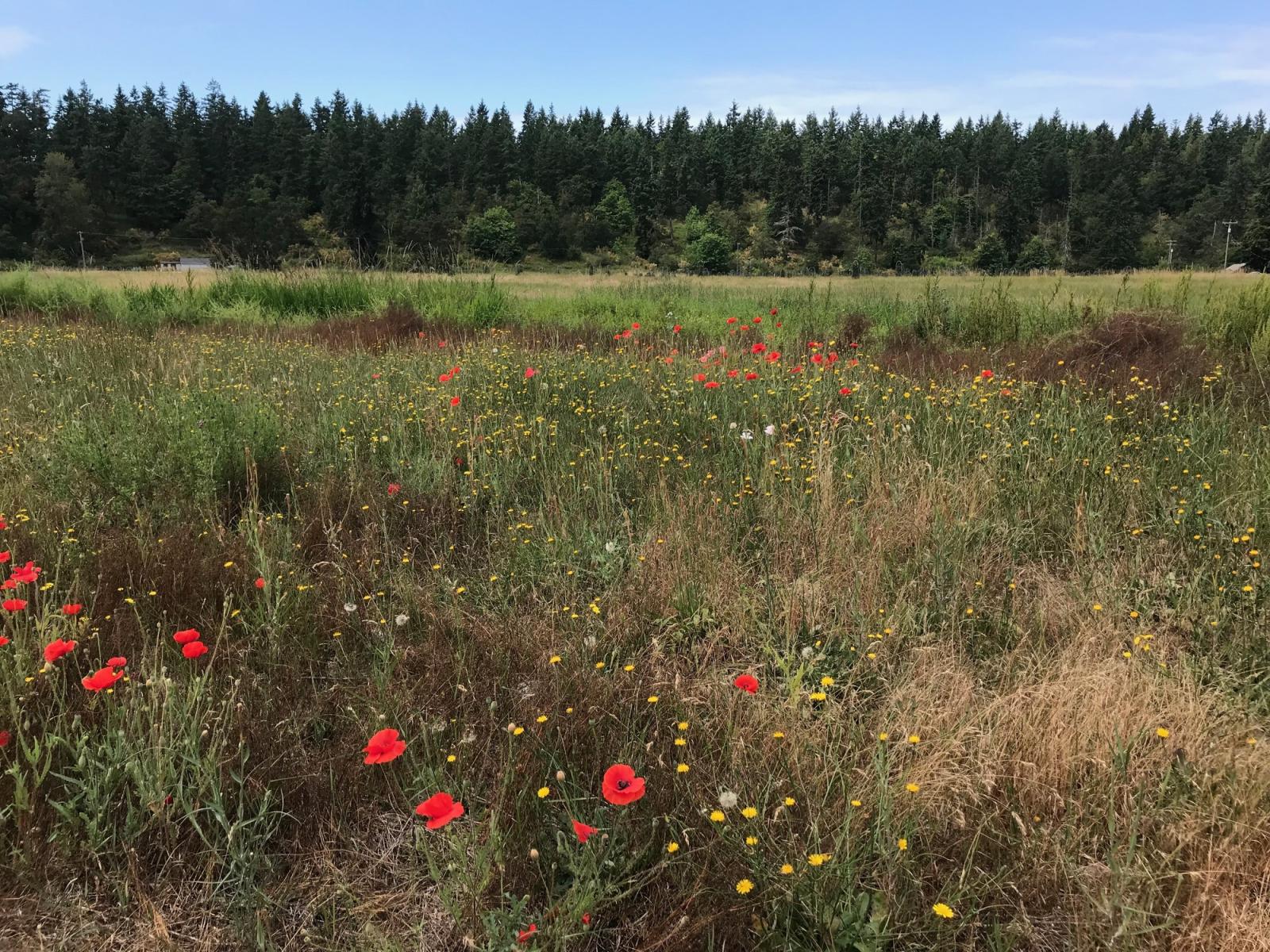Flowers in a field at Bell Creek Wildlife Area Unit