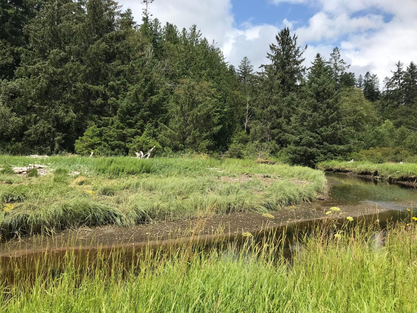 Tarboo Creek at Tarboo Wildlife Area Unit