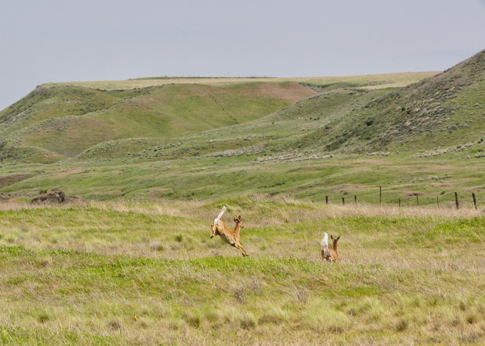 White-tail deer at Revere Wildlife Area Unit.