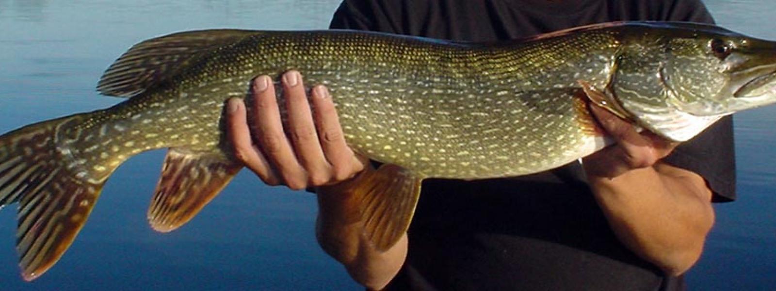 Large Northern pike being held in two hands