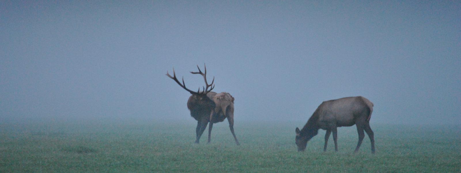elk in the fog