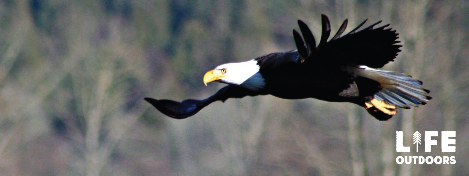 A bald eagle takes flight in the Skagit River Valley.