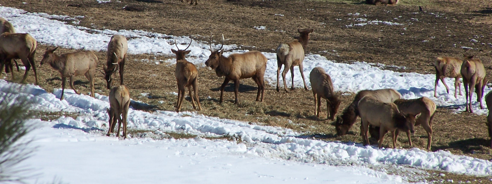 Group of elk in a field with snow