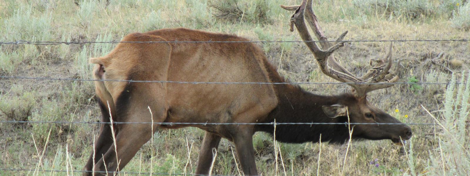 An elk with chronic wasting disease