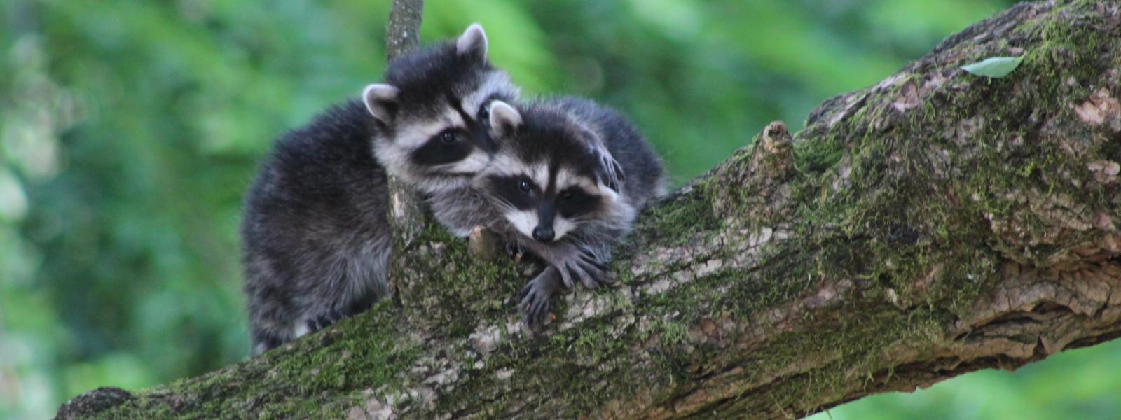 raccoons in tree
