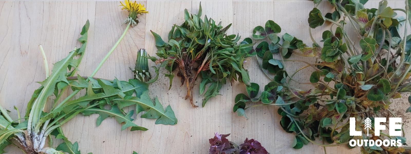 A variety of edible backyard plants are displayed on a cutting board