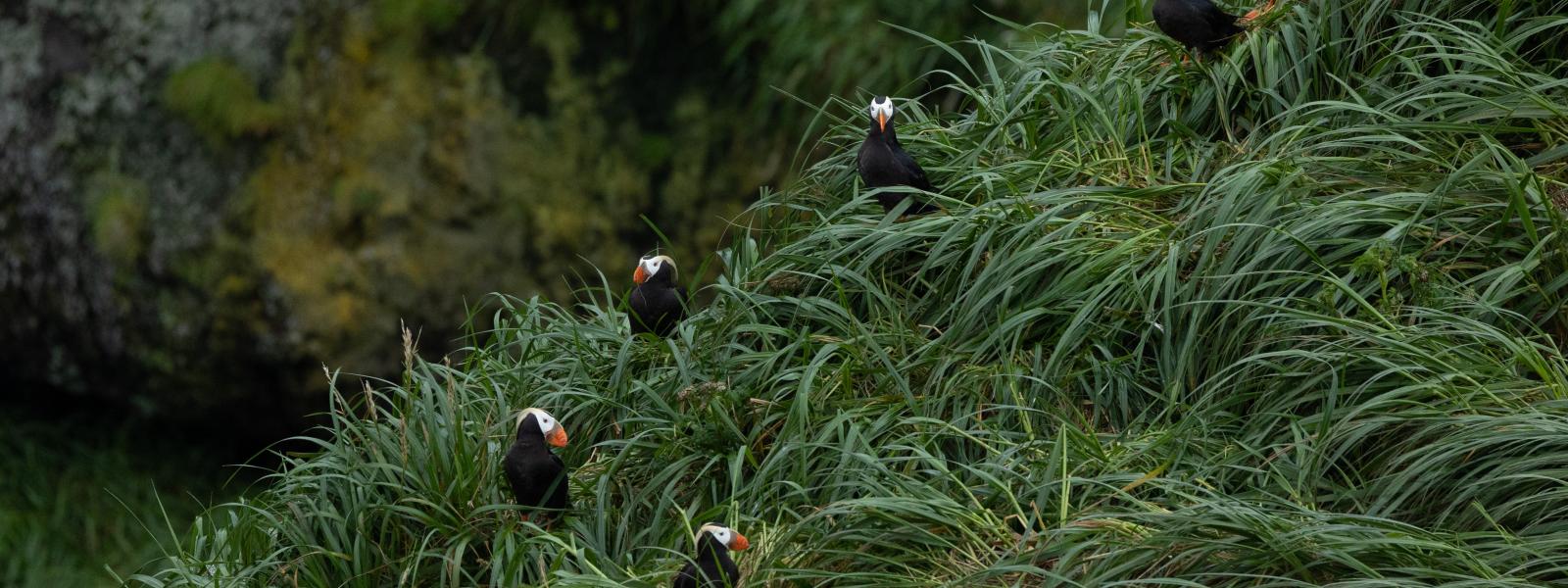 several tufted puffins sitting on an island