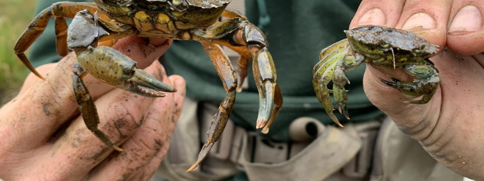 WDFW staffer with two European green crabs caught on the Washington Coast