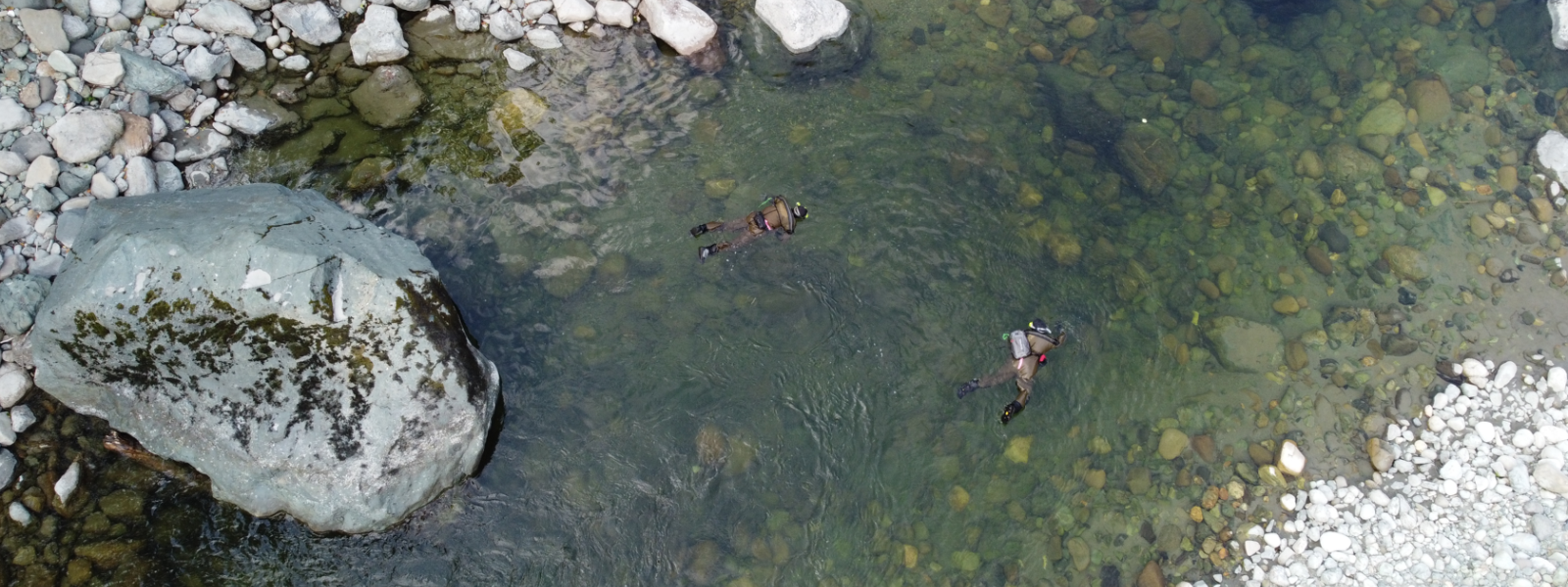 Biologists snorkel to survey for Stillaguamish River steelhead and salmon.