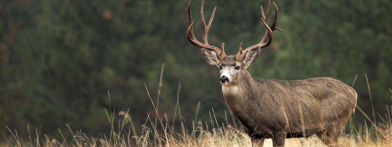 A mule deer buck stands in a meadow
