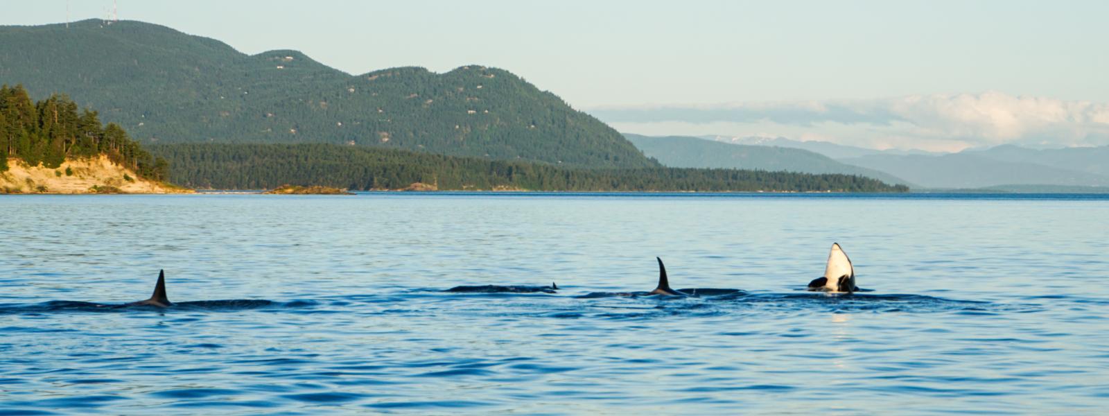 San Juan Islands orcas Photo by Chase Gunnell 