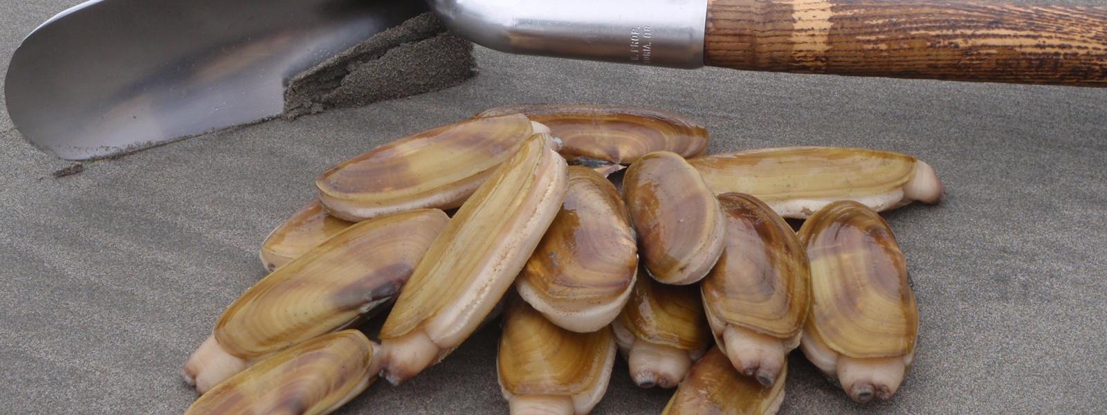 Limit of razor clams