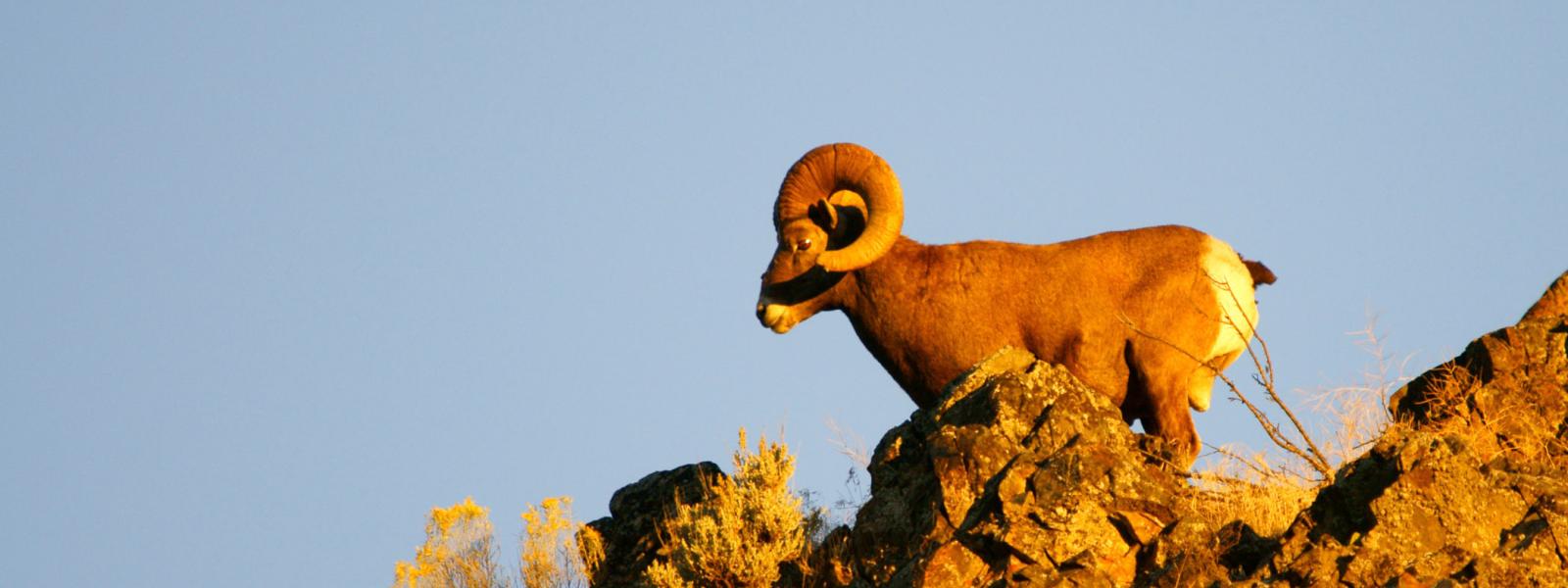 A bighorn sheep ram standing high on a rocky outcropping, with a blue sky behind and the sun painting an orange hue