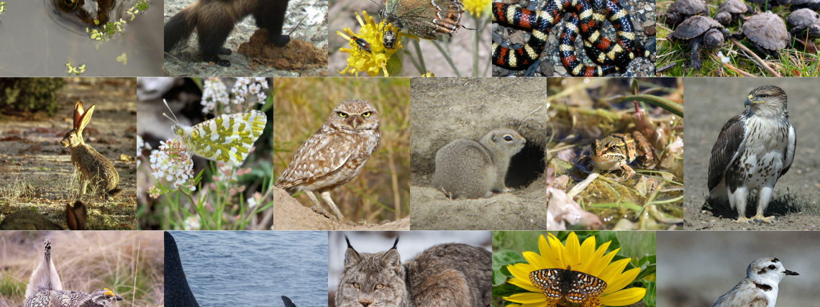 Photo collage of various animal species showcasing Washington State's biodiversity