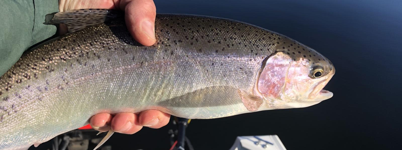 Stocked rainbow trout from Hog Canyon Lake