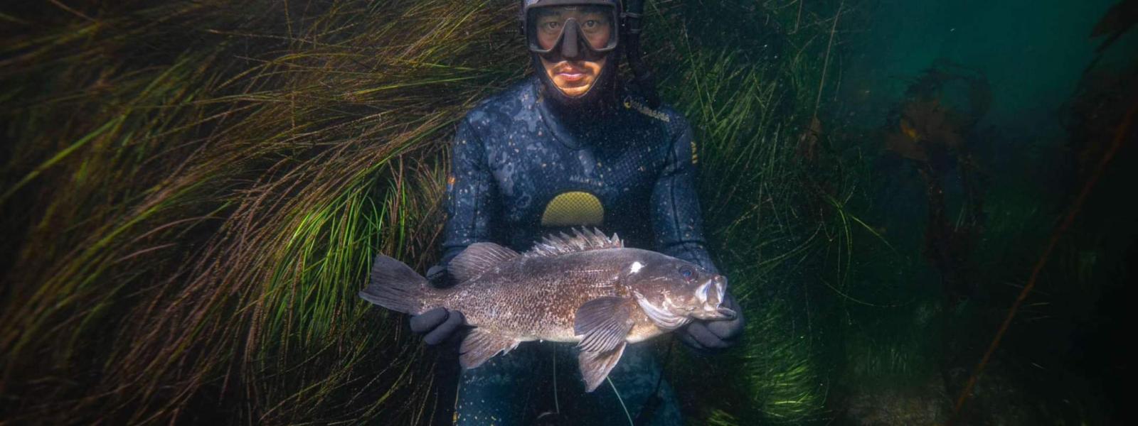 Spearfisher with rockfish. Photo by Preston Hoffman.