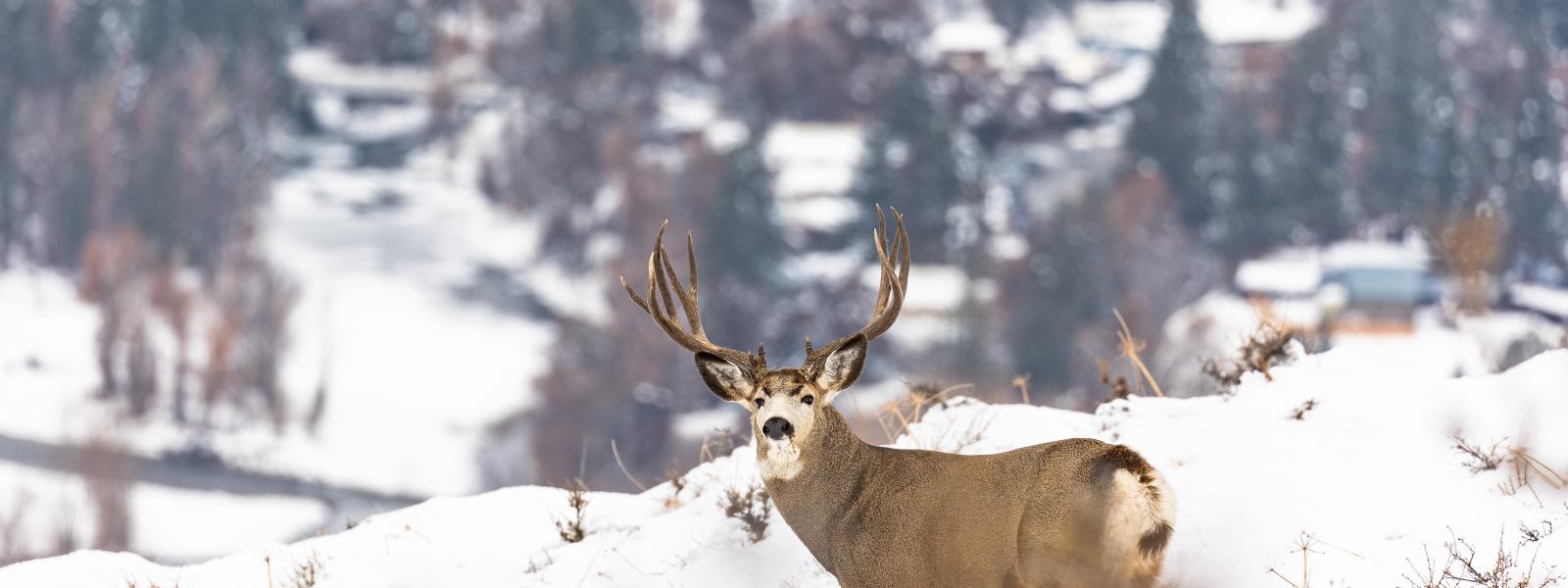 A large mule deer buck standing on a snowy hilltop, looking at the camera