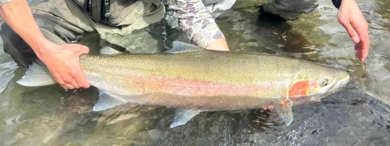 Skagit River wild steelhead held in the water