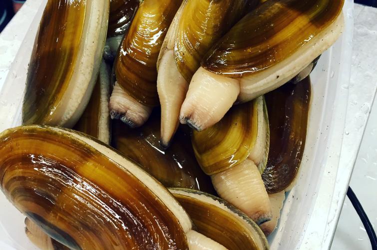 razor clams from Long Beach Peninsula