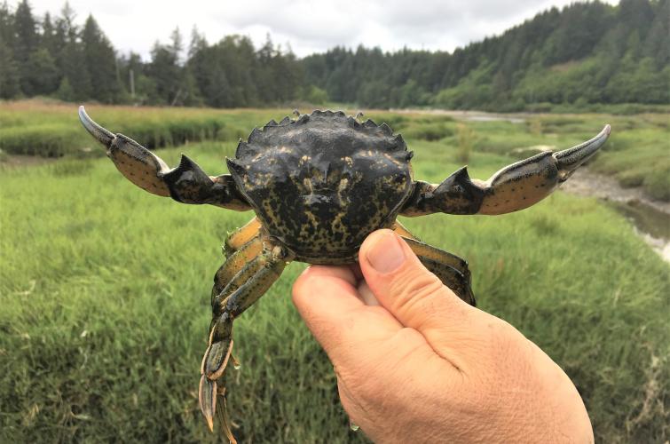 A large European green crab captured in Washington.