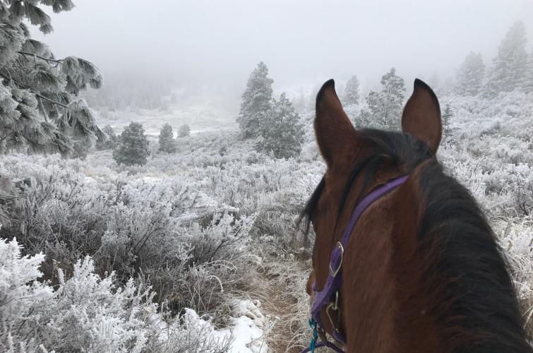 View from back of horse in winter setting