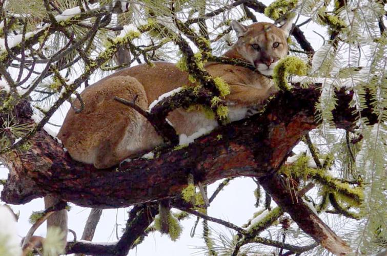 cougar in a tree