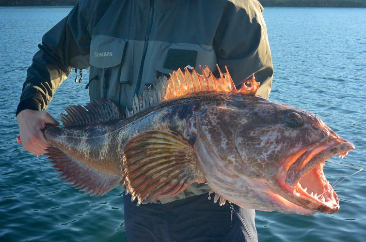 Angler with a large lingcod