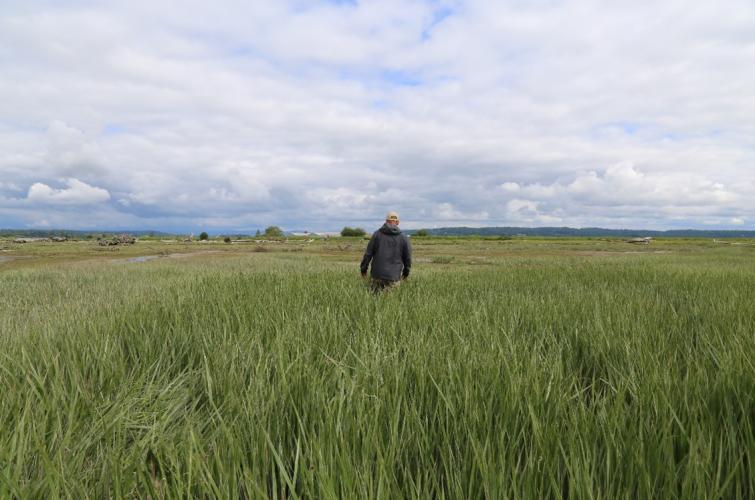 Person walks in marsh grass