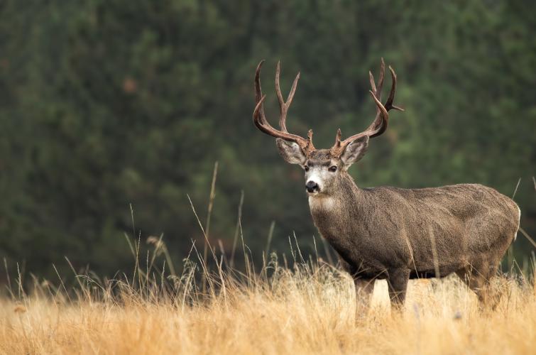 A mule deer buck stands in a field; Multi-season logo on right
