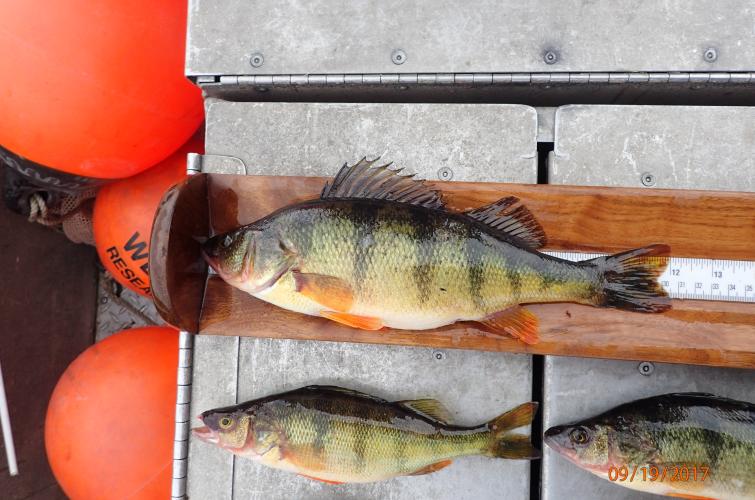 Late summer and early fall are the peak fishing period for yellow perch in many lakes around Washington