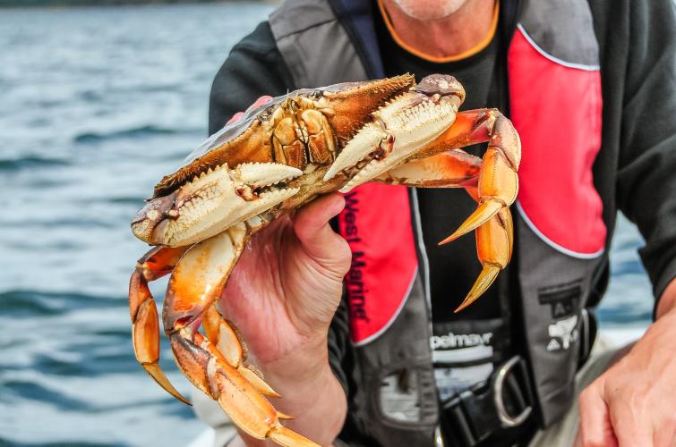 Crabber with Dungeness crab
