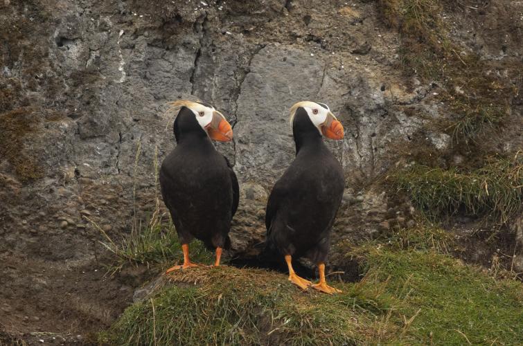 two puffins sitting on a rock