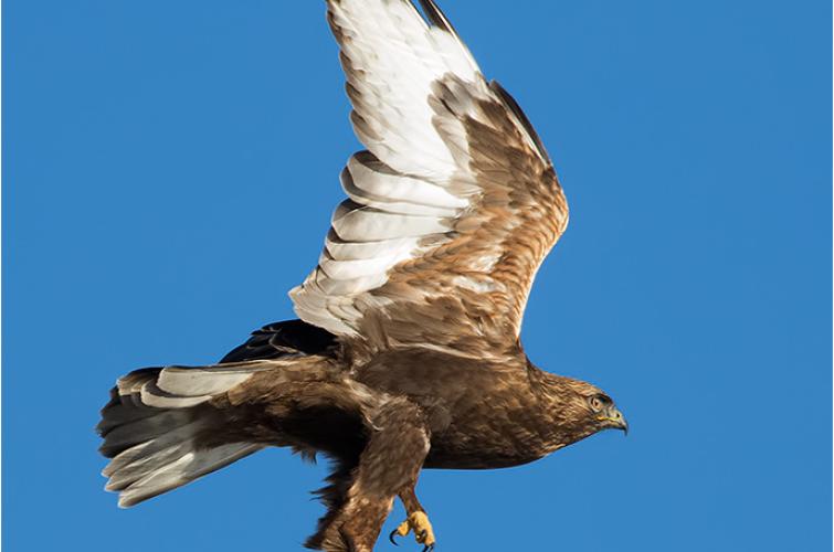 A rough-legged hawk flying