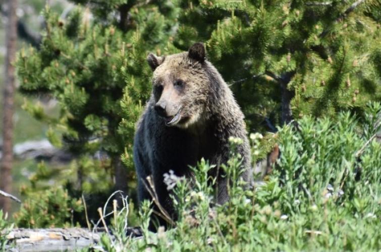 Grizzly bear in forest. Photo USFWS