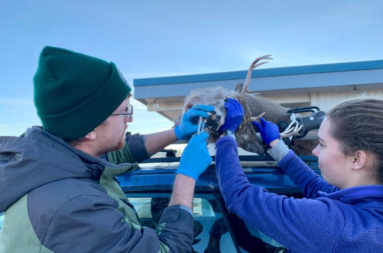 A technician samples a deer for chronic wasting disease