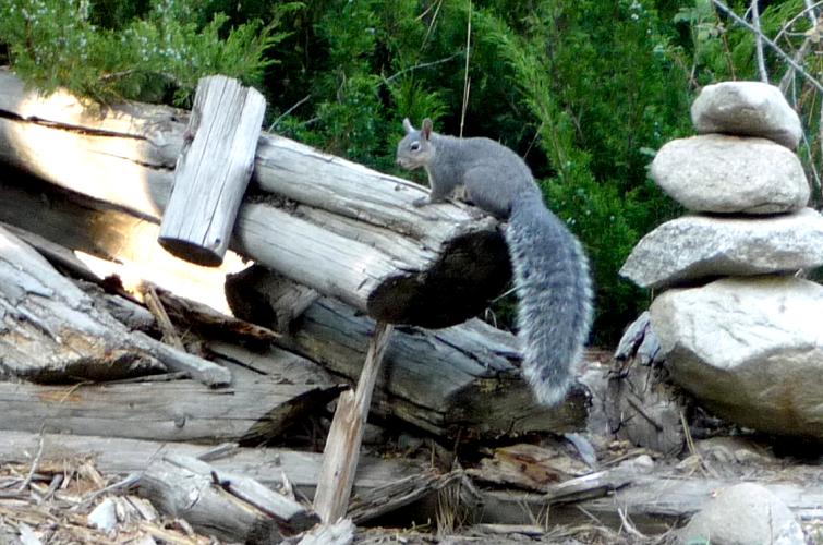 A western gray squirrel sitting on a fallen dead log in the forest