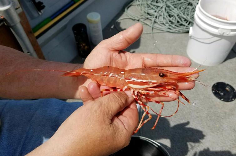 Spot shrimp