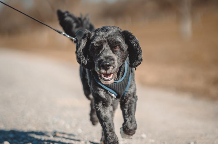 Dog on leash in the sunshine