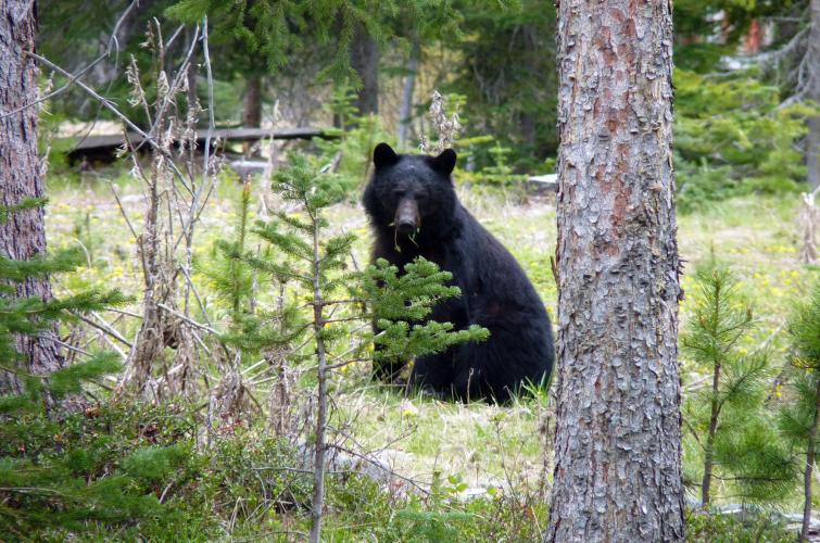 A black bear sitting in the forest, looking towards the camera with round ears perked up