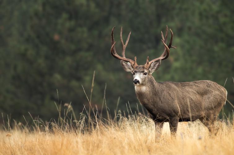 An antlered mule deer buck in a grassy field