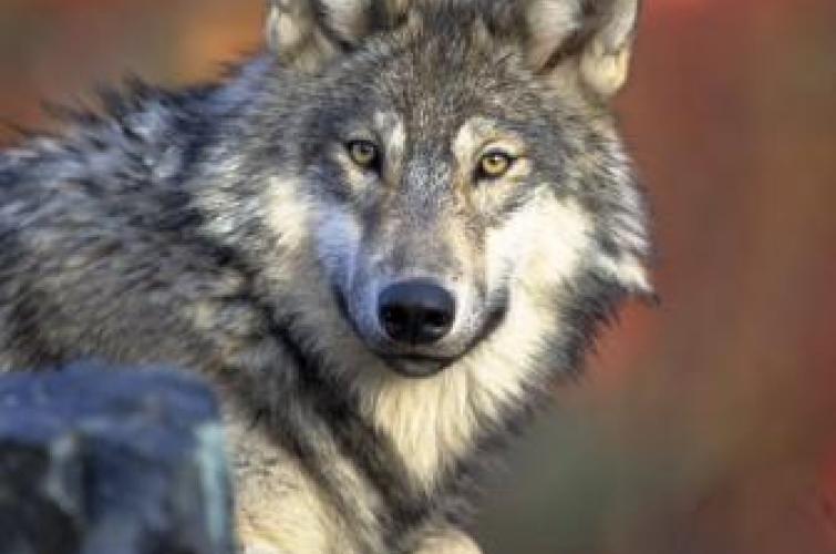 A close up of a wolf