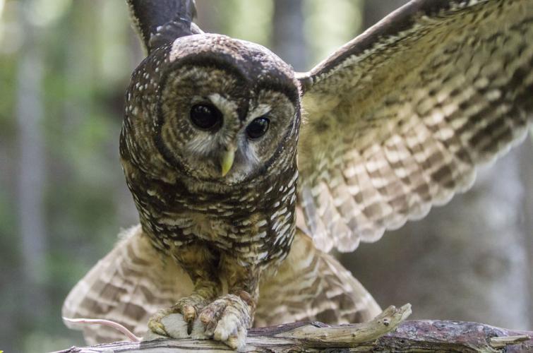 Closeup of a northern spotted owl female with wings outstretched on the ground and with a rodent in its talons
