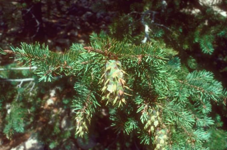 View of a new cones on branches of a Douglas-fir tree. USDA Forest Service photo.