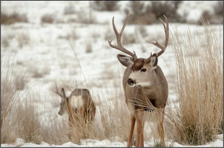 Mule deer buck in a snowy field