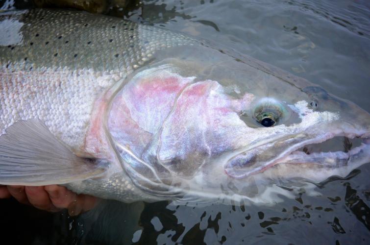 Grays Harbor river system steelhead